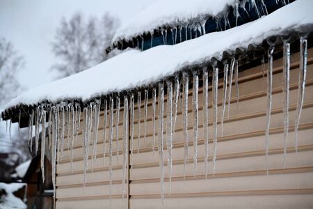 62845659-spring-icicles-come-up-for-february.jpg