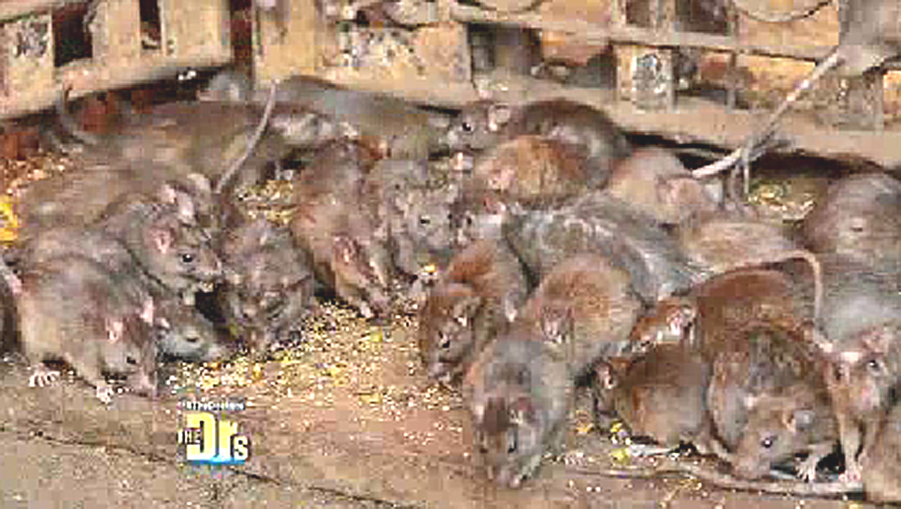 bal-do-rats-spread-deadly-diseases-20141120