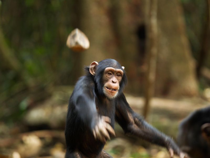 chimp_throwing_rock_corbis.jpg