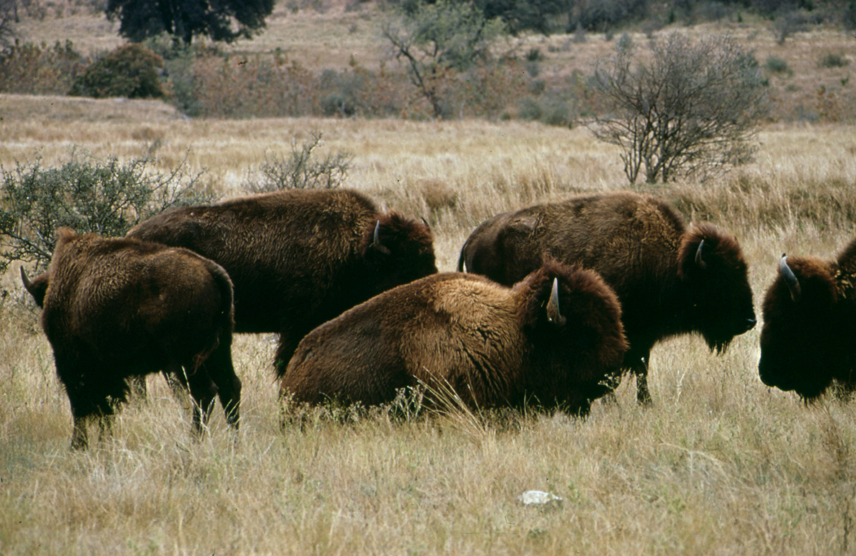 Buffalo-Herd.jpg