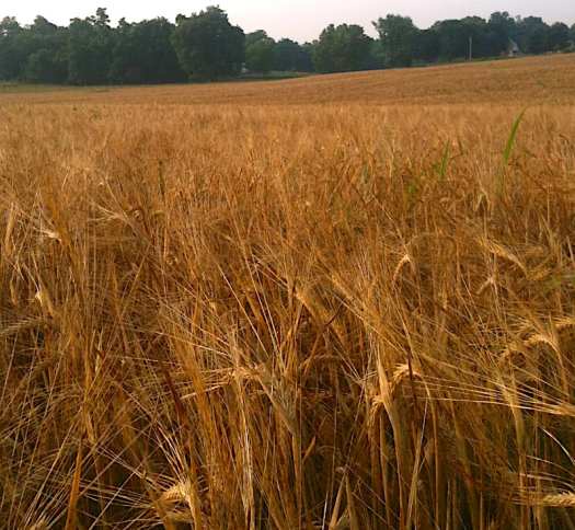 Rippon-Barley-field.jpeg