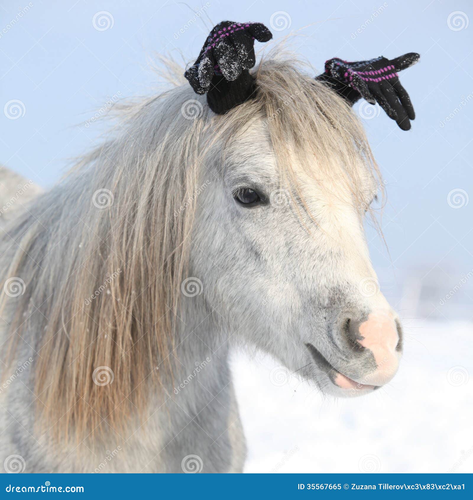 funny-grey-pony-glowes-winter-sunny-35567665.jpg