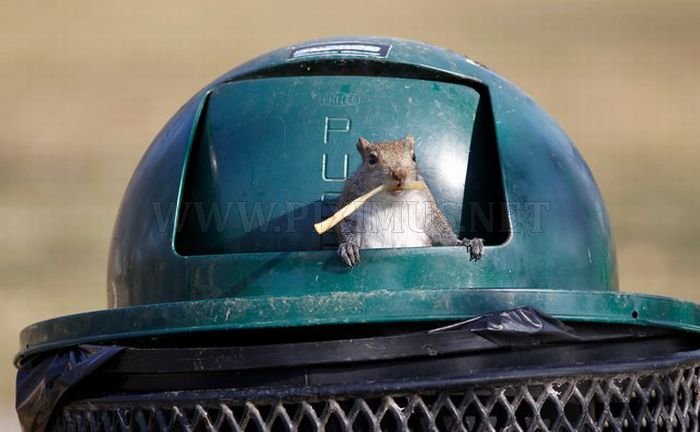 squirrel-raids-park-trash-can-4.jpg
