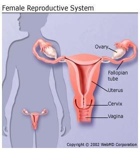 your-guide-female-reproductive-system_Female_Reproductive_System.jpg