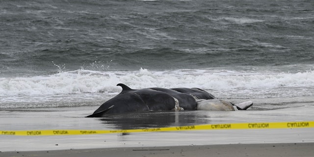 A dead whale is found on a New York beach on Feb. 17.